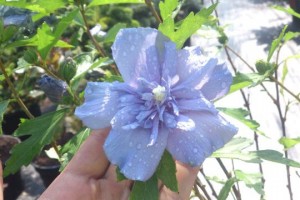 Hibiskus Blue Chiffon